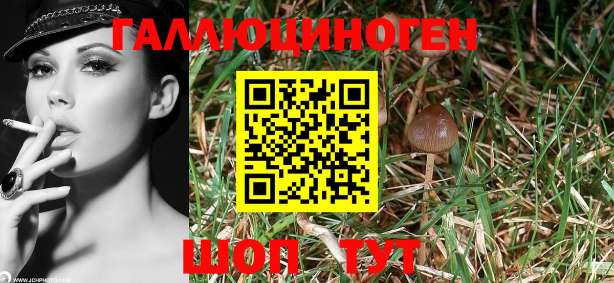 Псилоцибиновые грибы мухоморы  Вход с VPN  Зима  Галлюциногенные грибы Psilocybe 