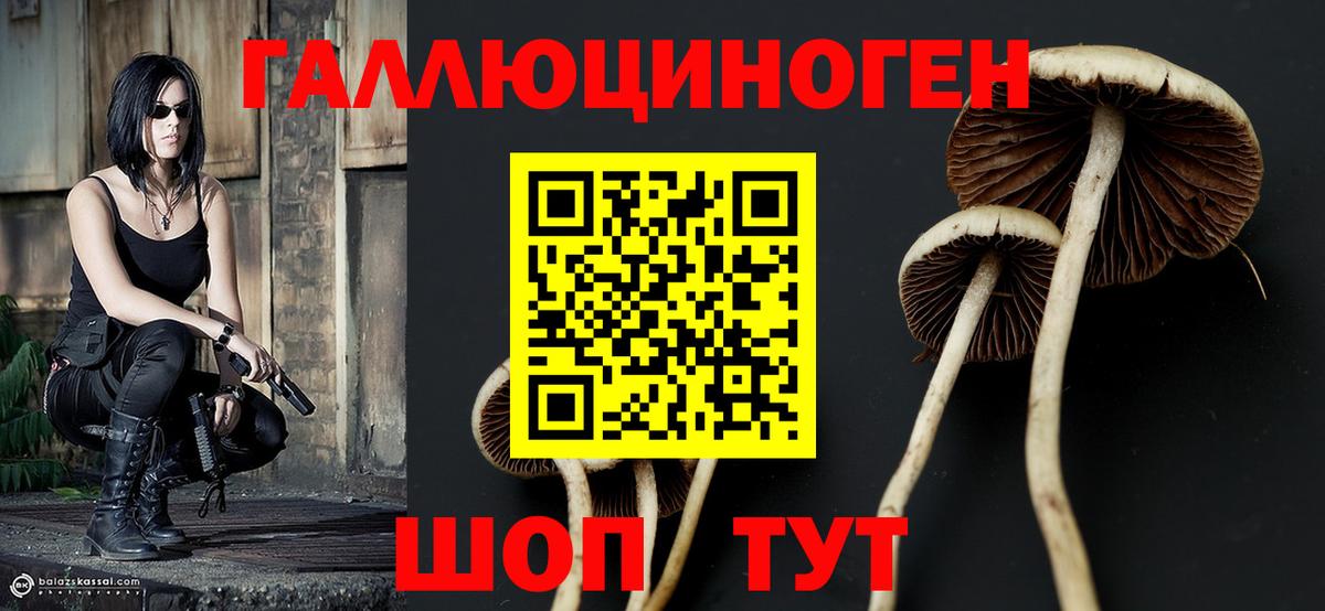 Псилоцибиновые грибы Psilocybine cubensis Зима